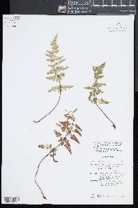 Asplenium obovatum subsp. billotii image