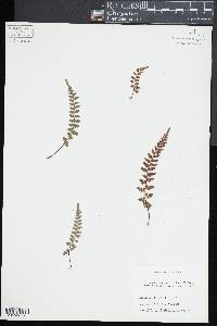 Asplenium bradleyi image