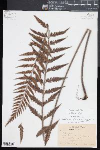 Asplenium polyodon image