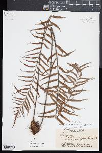 Asplenium polyodon image