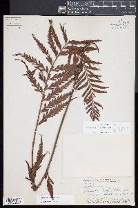 Asplenium polyodon image