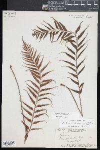 Asplenium polyodon image