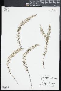 Asplenium formosum image