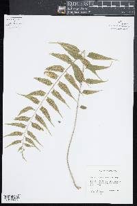 Asplenium gomezianum image