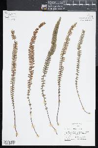 Asplenium hallbergii image