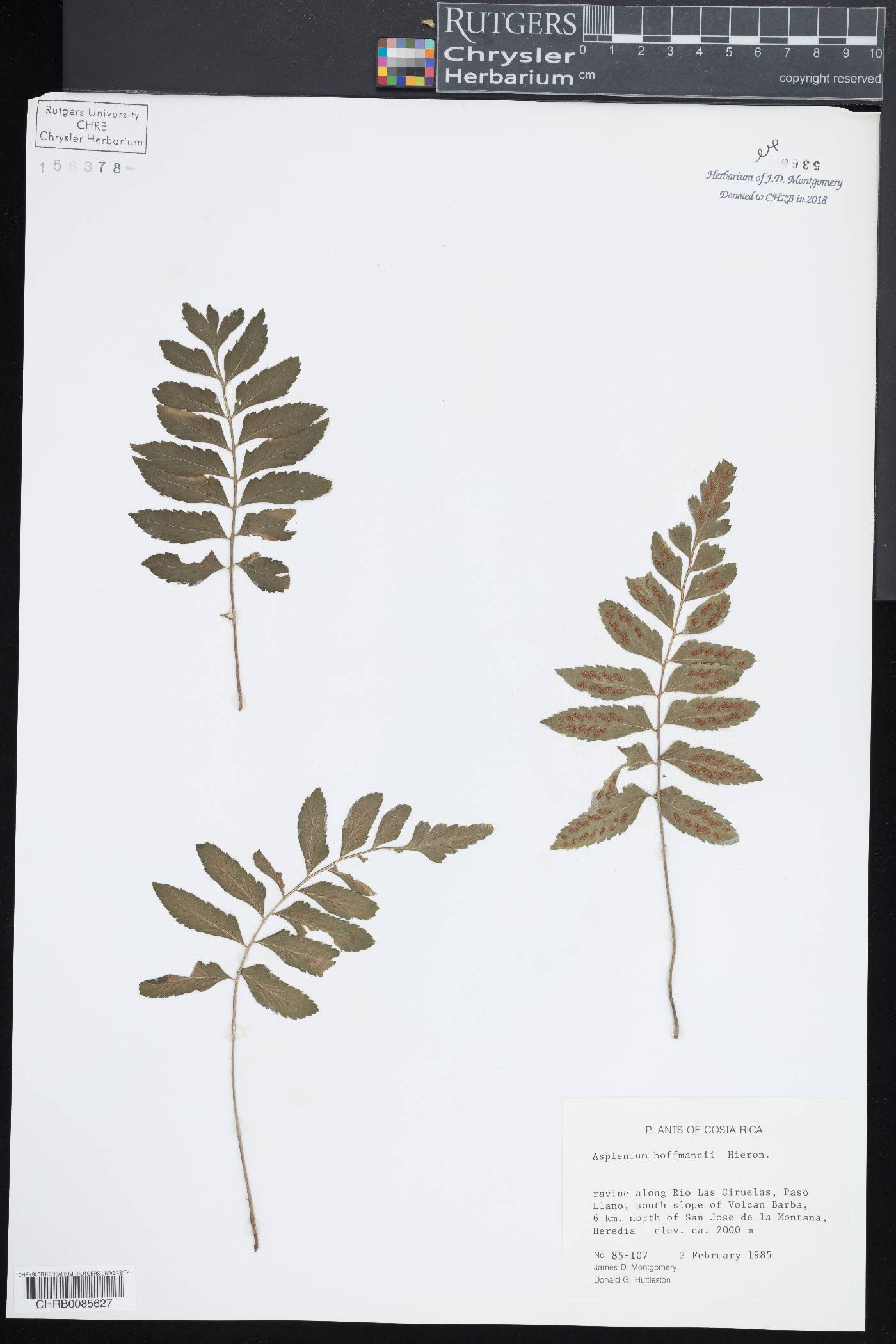 Asplenium hoffmannii image