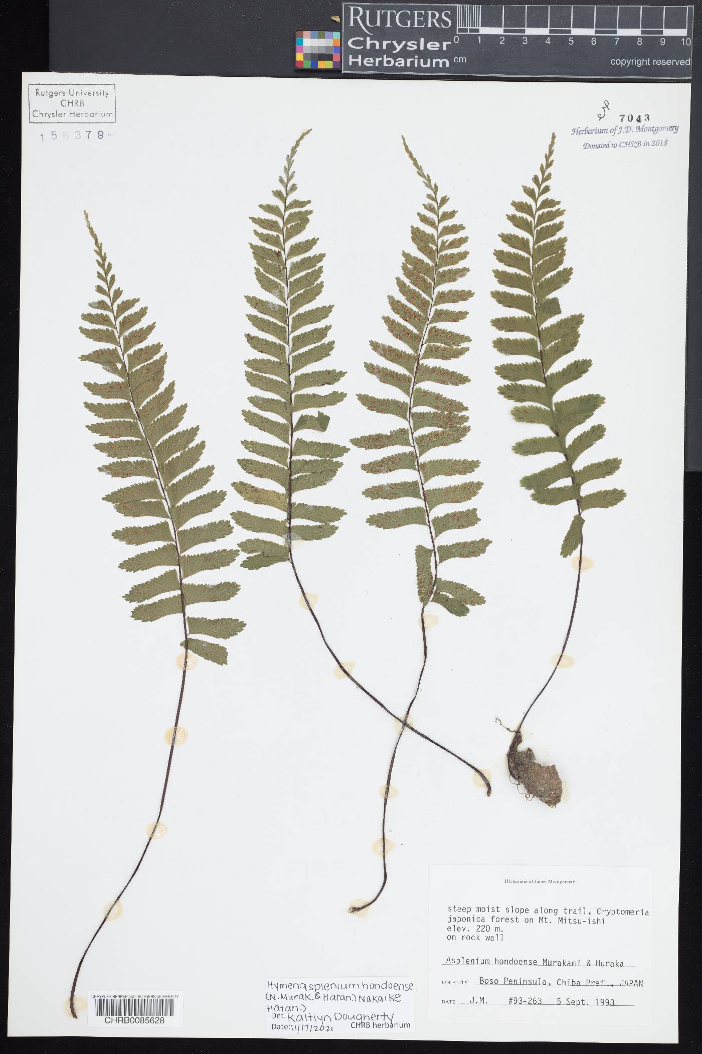 Asplenium hondoense image