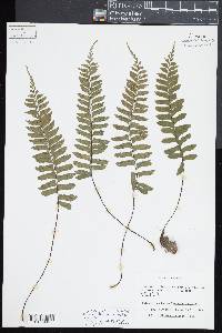 Asplenium hondoense image