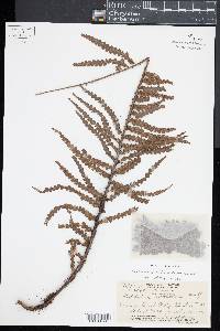 Asplenium horridum image