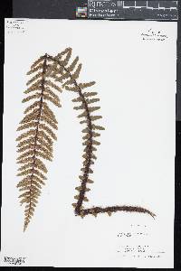 Asplenium horridum image