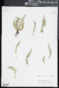 Asplenium incisum image