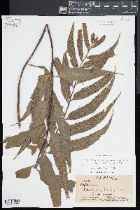 Asplenium kaulfussii image