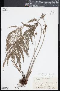 Asplenium kaulfussii image