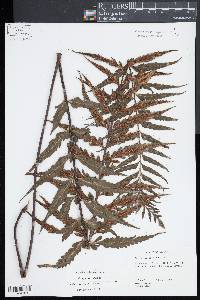 Asplenium lobulatum image