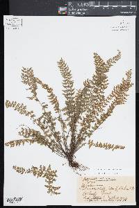 Asplenium macraei image