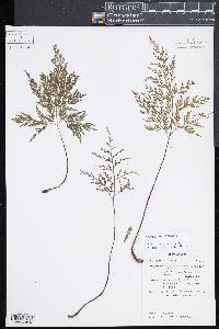 Asplenium sulcatum image