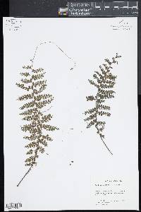 Asplenium maxonii image