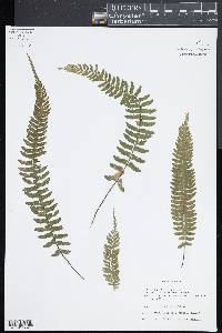 Asplenium miradorense image