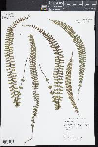 Asplenium monanthes image