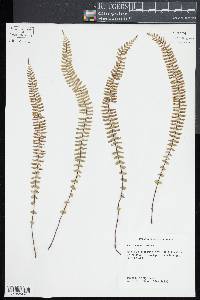 Asplenium monanthes image