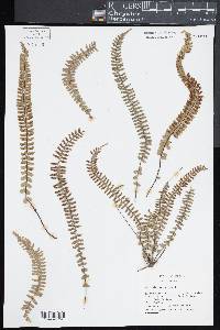 Asplenium monanthes image