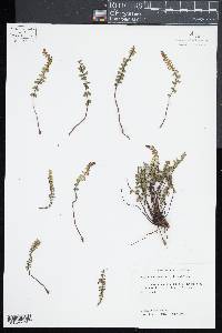 Asplenium castaneum image