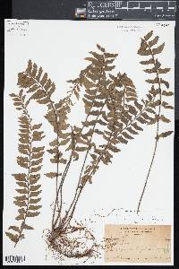 Asplenium caudatum image