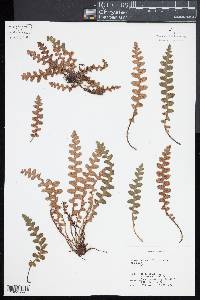 Ceterach officinarum image