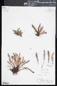 Ceterach officinarum image