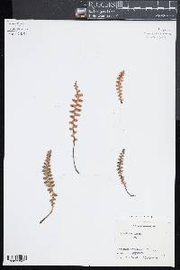 Ceterach officinarum image