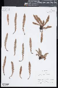 Ceterach officinarum image