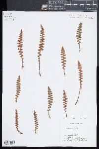 Ceterach officinarum image