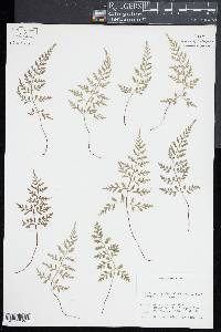 Asplenium montanum image