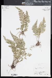 Asplenium myriophyllum image