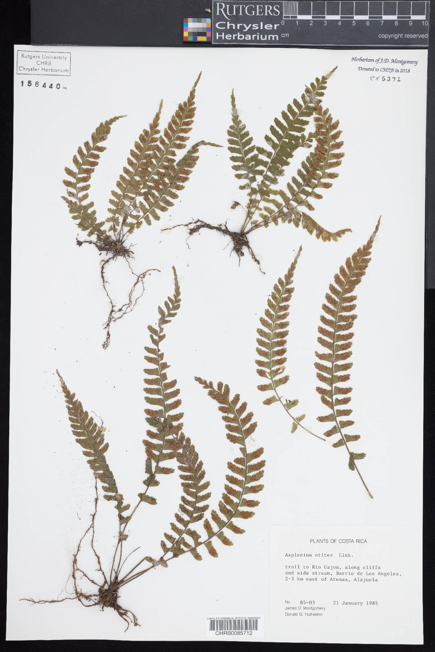 Asplenium otites image