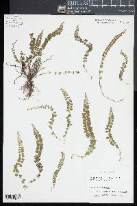 Asplenium peruvianum image