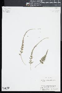 Asplenium pinnatifidum image