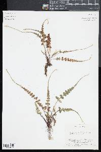 Asplenium pinnatifidum image