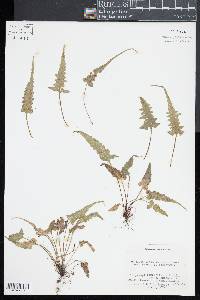 Asplenium pinnatifidum image