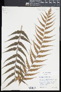 Asplenium polyodon image
