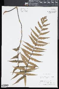 Asplenium polyodon image