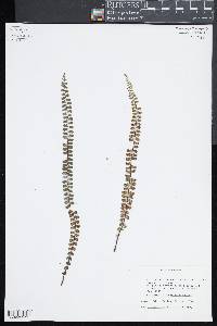 Asplenium polyphyllum image