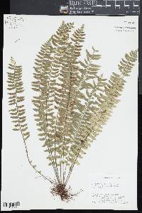 Asplenium pteropus image