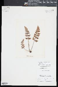 Asplenium aethiopicum subsp. aethiopicum image