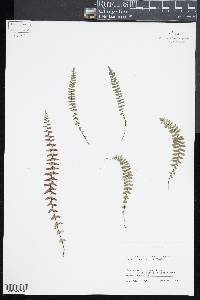 Asplenium resiliens image