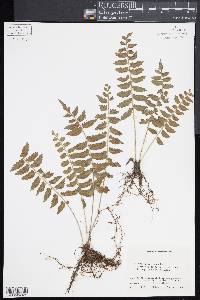 Asplenium salicifolium image