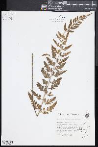 Asplenium wrightii image