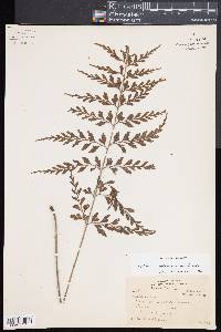 Asplenium sphenotomum image