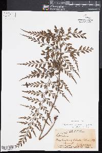 Asplenium sphenotomum image