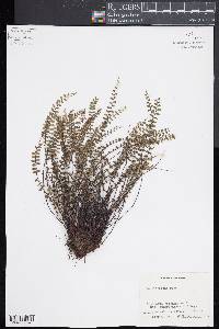 Asplenium trichomanes subsp. quadrivalens image